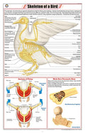 Stz46 | Teachingnest | Skeleton Of A Bird Chart (58X90Cm) | Zoology Chart | English | Wall Hanging [Wall Chart]