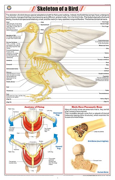 Stz46 | Teachingnest | Skeleton Of A Bird Chart (58X90Cm) | Zoology Chart | English | Wall Hanging [Wall Chart]