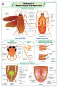 Stz32 | Teachingnest | Cockroach I Chart (58X90Cm) | Zoology Chart | English | Wall Hanging [Wall Chart]