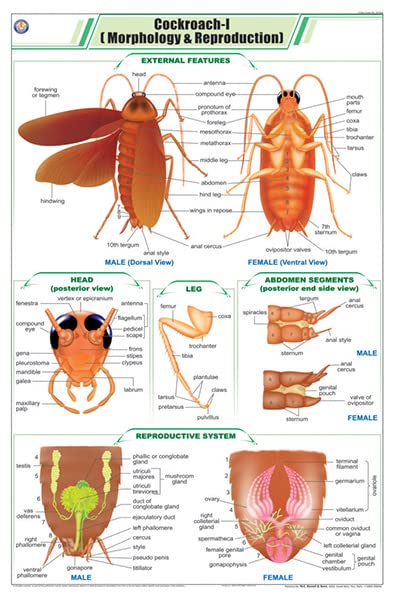 Stz32 | Teachingnest | Cockroach I Chart (58X90Cm) | Zoology Chart | English | Wall Hanging [Wall Chart]