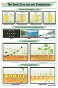 Stb20 | Teachingnest | The Seed : Structure & Germination Chart (58X90Cm) | Botany Chart | English | Wall Hanging [Wall Chart]