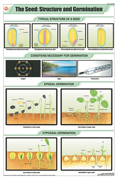 Stb20 | Teachingnest | The Seed : Structure & Germination Chart (58X90Cm) | Botany Chart | English | Wall Hanging [Wall Chart]