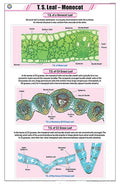 Stb12 | Teachingnest | T.S. Leaf  Monocot Chart (58X90Cm) | Botany Chart | English | Wall Hanging [Wall Chart] Botany Charts An