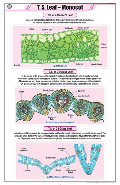 Stb12 | Teachingnest | T.S. Leaf  Monocot Chart (58X90Cm) | Botany Chart | English | Wall Hanging [Wall Chart] Botany Charts An