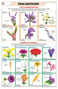 Stb17 | Teachingnest | Calyx And Corolla Chart (58X90Cm) | Botany Chart | English | Wall Hanging [Wall Chart]