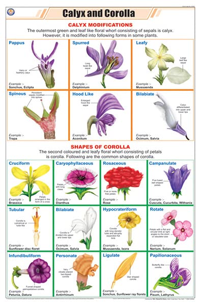 Stb17 | Teachingnest | Calyx And Corolla Chart (58X90Cm) | Botany Chart | English | Wall Hanging [Wall Chart]