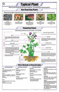 Stb02 | Teachingnest Typical Plant Cell Chart (58X90Cm) | English | Botany Charts | With Rollers [Wall Chart]
