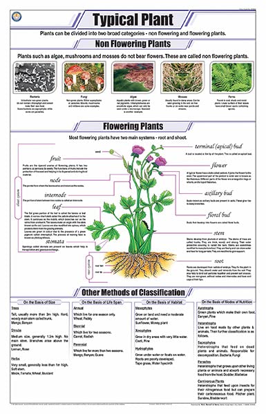 Stb02 | Teachingnest Typical Plant Cell Chart (58X90Cm) | English | Botany Charts | With Rollers [Wall Chart]