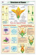 Stb16 | Teachingnest Structure Of Flower Chart (58X90Cm) | English | Botany Charts [Wall Chart] Botany Charts And Teachingnest