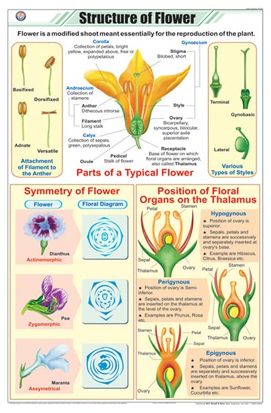 Stb16 | Teachingnest Structure Of Flower Chart (58X90Cm) | English | Botany Charts [Wall Chart] Botany Charts And Teachingnest
