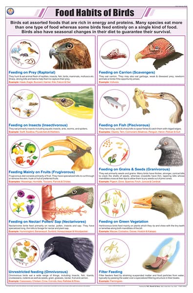 Stz26 | Teachingnest | Food Habits Of Birds Chart (58X90Cm) | Zoology Chart | English | Wall Hanging [Wall Chart] Zoology Charts