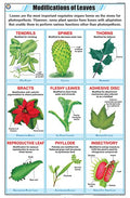 Stb43 | Teachingnest | Leaf Modification Chart (58X90Cm) | Botany Chart | English | Wall Hanging [Wall Chart]