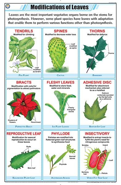 Stb43 | Teachingnest | Leaf Modification Chart (58X90Cm) | Botany Chart | English | Wall Hanging [Wall Chart]