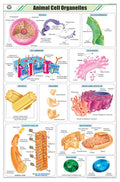 Stz03 | Teachingnest Animal Cell Organelles Chart (58X90Cm) | English | Zoology Charts [Wall Chart]