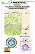 Stb10 | Teachingnest | T.S. Root  Monocot Chart (58X90Cm) | Botany Chart | English | Wall Hanging [Wall Chart]