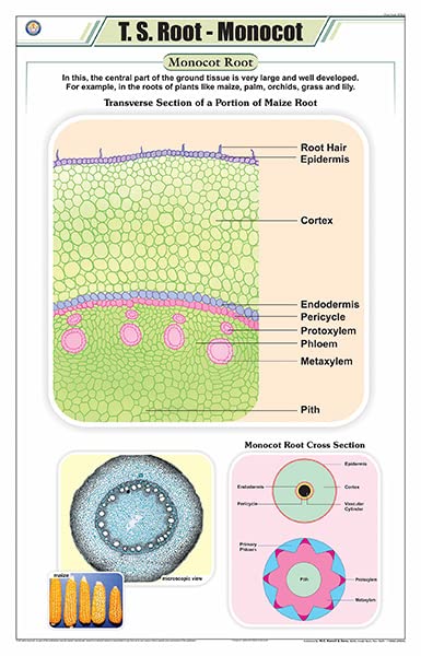Stb10 | Teachingnest | T.S. Root  Monocot Chart (58X90Cm) | Botany Chart | English | Wall Hanging [Wall Chart]