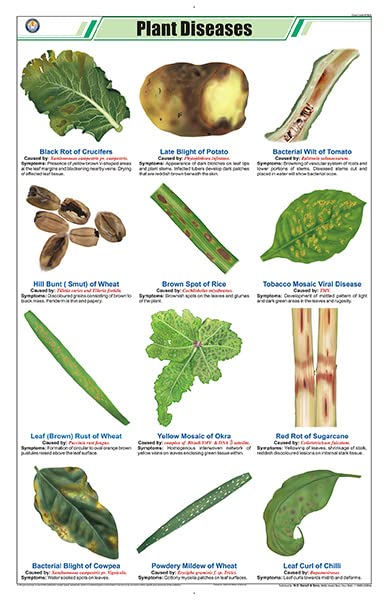 Stb24 | Teachingnest | Plant Diseases Chart (58X90Cm) | Botany Chart | English | Wall Hanging [Wall Chart]