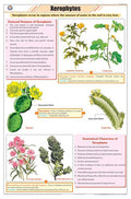 Stb33 | Teachingnest | Xerophytes Chart (58X90Cm) | Botany Chart | English | Wall Hanging [Wall Chart]