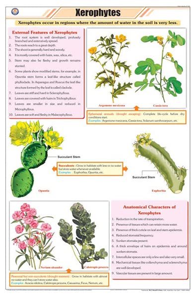 Stb33 | Teachingnest | Xerophytes Chart (58X90Cm) | Botany Chart | English | Wall Hanging [Wall Chart]