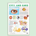EYES AND EARS CHART | Insight into the Senses: Comprehensive Eyes and Ears Chart