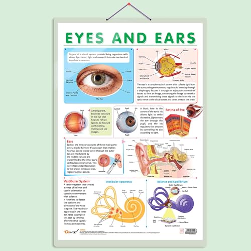 EYES AND EARS CHART | Insight into the Senses: Comprehensive Eyes and Ears Chart