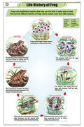 Stz21 | Teachingnest Life Cycle Of Frog Chart (58X90Cm) | English | Zoology Charts [Wall Chart] Teachingnest