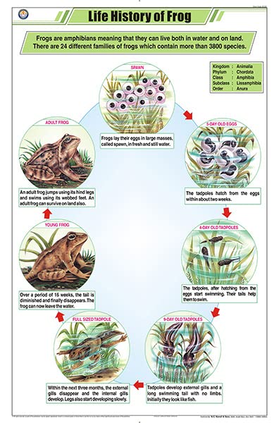 Stz21 | Teachingnest Life Cycle Of Frog Chart (58X90Cm) | English | Zoology Charts [Wall Chart] Teachingnest