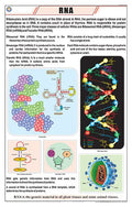 Stg03 | Teachingnest Rna Chart (58X90Cm) | English | General Science Charts [Wall Chart] Teachingnest