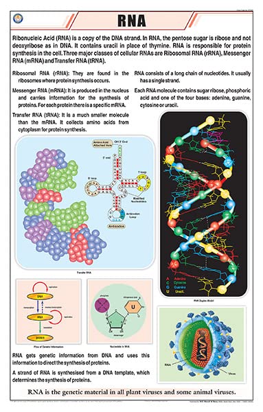 Stg03 | Teachingnest Rna Chart (58X90Cm) | English | General Science Charts [Wall Chart] Teachingnest