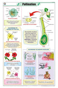 Stb26 | Teachingnest | Pollination Chart (58X90Cm) | Botany Chart | English | Wall Hanging [Wall Chart] Botany Charts And Teachi