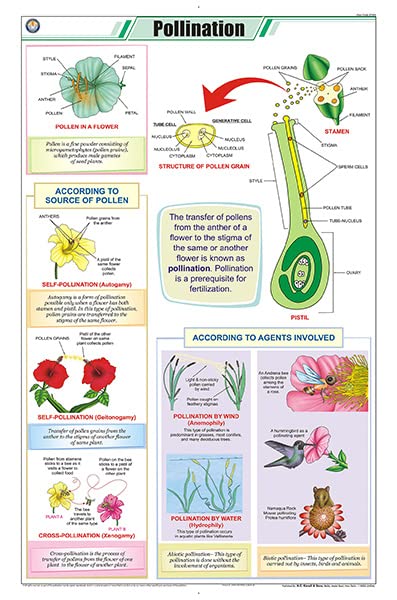 Stb26 | Teachingnest | Pollination Chart (58X90Cm) | Botany Chart | English | Wall Hanging [Wall Chart] Botany Charts And Teachi