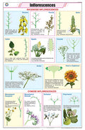 Stb18 | Teachingnest | Inflorescences Chart (58X90Cm) | Botany Chart | English | Wall Hanging [Wall Chart] Botany Charts And Tea