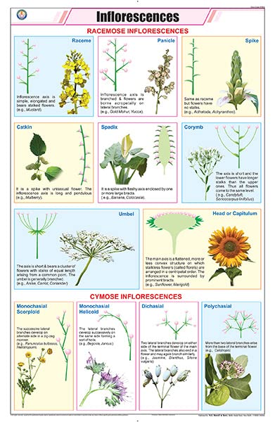 Stb18 | Teachingnest | Inflorescences Chart (58X90Cm) | Botany Chart | English | Wall Hanging [Wall Chart] Botany Charts And Tea