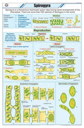 Stb41 | Teachingnest Spirogyra Chart Chart (58X90Cm) | English | Botany Charts [Wall Chart] Botany Charts And Teachingnest