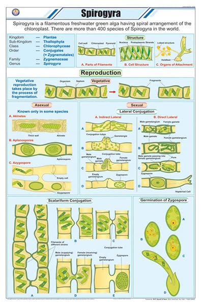 Stb41 | Teachingnest Spirogyra Chart Chart (58X90Cm) | English | Botany Charts [Wall Chart] Botany Charts And Teachingnest