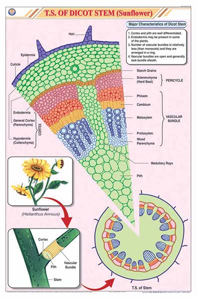 Stb09 | Teachingnest | T.S. Dicot Stem (Sunflower) Chart (58X90Cm) | Botany Chart | English | Wall Hanging [Wall Chart] Botany C