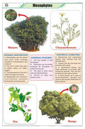 Stb32 | Teachingnest | Mesophytes Chart (58X90Cm) | Botany Chart | English | Wall Hanging [Wall Chart]