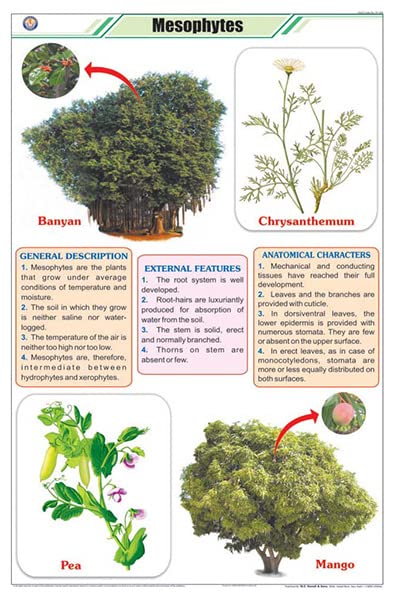 Stb32 | Teachingnest | Mesophytes Chart (58X90Cm) | Botany Chart | English | Wall Hanging [Wall Chart]