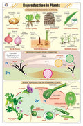 Stb25 | Teachingnest | Reproduction In Plants Chart (58X90Cm) | Botany Chart | English | Wall Hanging [Wall Chart] Botany Charts
