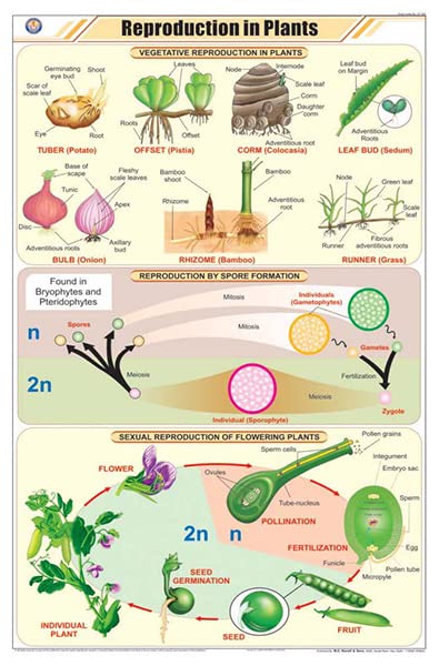 Stb25 | Teachingnest | Reproduction In Plants Chart (58X90Cm) | Botany Chart | English | Wall Hanging [Wall Chart] Botany Charts