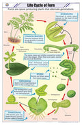 Stb39 | Teachingnest | Life Cycle Of Fern Chart (58X90Cm) | Botany Chart | English | Wall Hanging [Wall Chart]