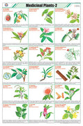 Stg11 | Teachingnest Medicinal Plants  2 Chart (58X90Cm) | English | General Science Charts [Wall Chart] Teachingnest