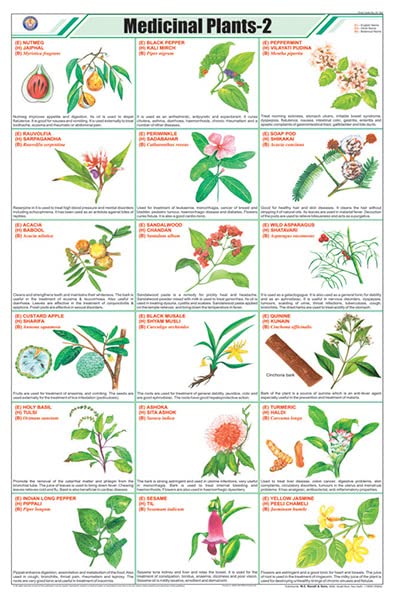 Stg11 | Teachingnest Medicinal Plants  2 Chart (58X90Cm) | English | General Science Charts [Wall Chart] Teachingnest
