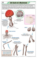Stb42 | Teachingnest | Life Cycle Of Mushroom Chart (58X90Cm) | Botany Chart | English | Wall Hanging [Wall Chart]
