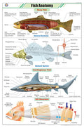 Stz27 | Teachingnest | Fish Anatomy Chart (58X90Cm) | Zoology Chart | English | Wall Hanging [Wall Chart]