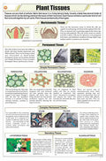 Stb05 | Teachingnest | Plant Tissues Chart (58X90Cm) | Botany Chart | English | Wall Hanging [Wall Chart]