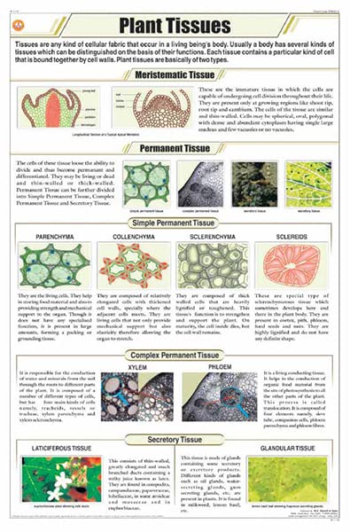Stb05 | Teachingnest | Plant Tissues Chart (58X90Cm) | Botany Chart | English | Wall Hanging [Wall Chart]