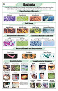 Stb38 | Teachingnest Bacteria Chart (58X90Cm) | English | Botany Charts [Wall Chart] Botany Charts And Teachingnest