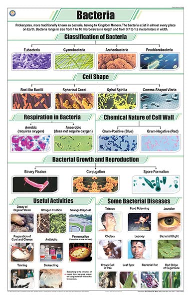 Stb38 | Teachingnest Bacteria Chart (58X90Cm) | English | Botany Charts [Wall Chart] Botany Charts And Teachingnest