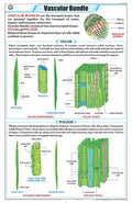Stb47 | Teachingnest | Vascular Bundle Chart (58X90Cm) | Botany Chart | English | Wall Hanging [Wall Chart]